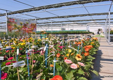 En natuurlijk tuingerbera Garvinea Sweet en de Echinacea Mooodz serie